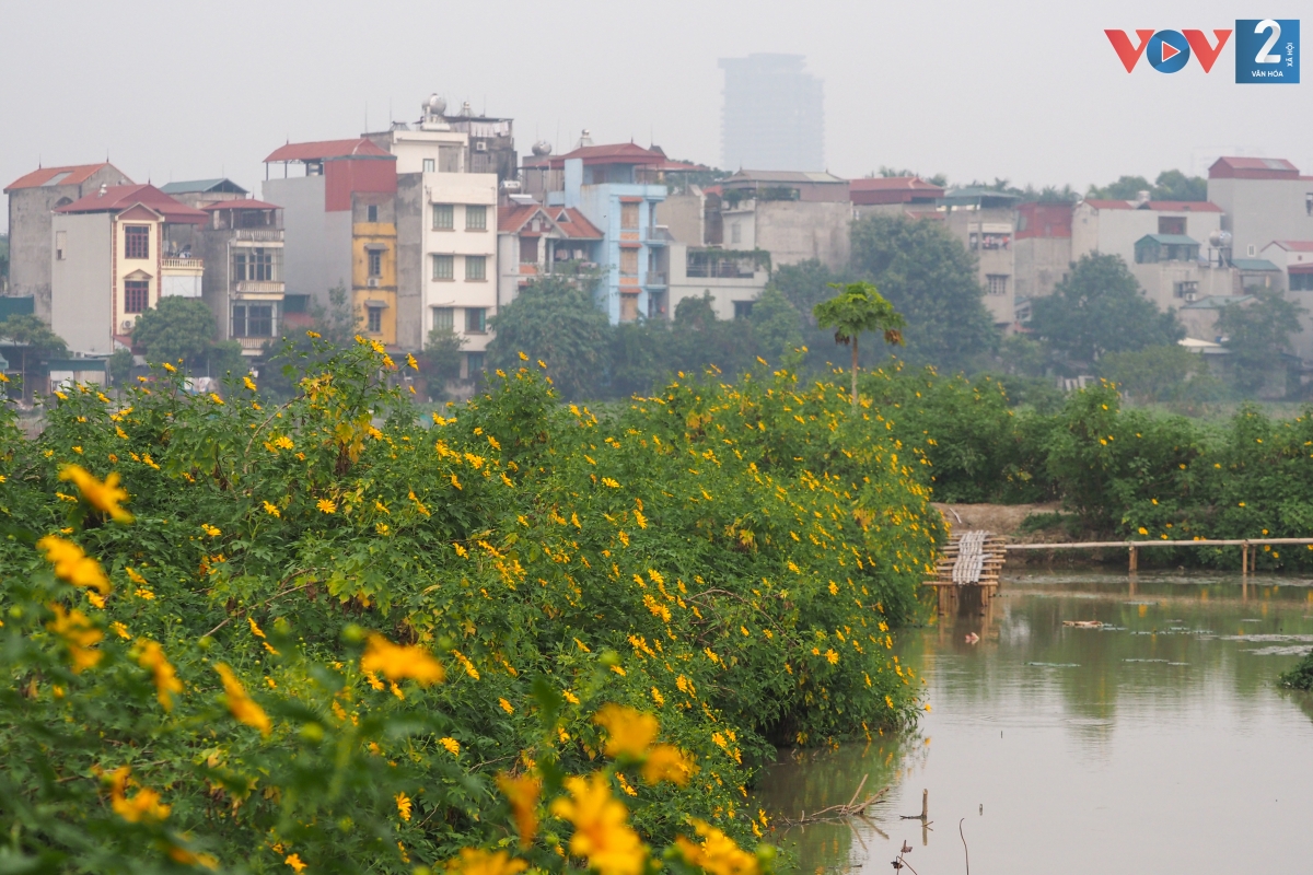 Sắc vàng vườn hoa dã quỳ ở Xuân Đỉnh tô đẹp thêm những ngày chớm đông của Thủ đô.