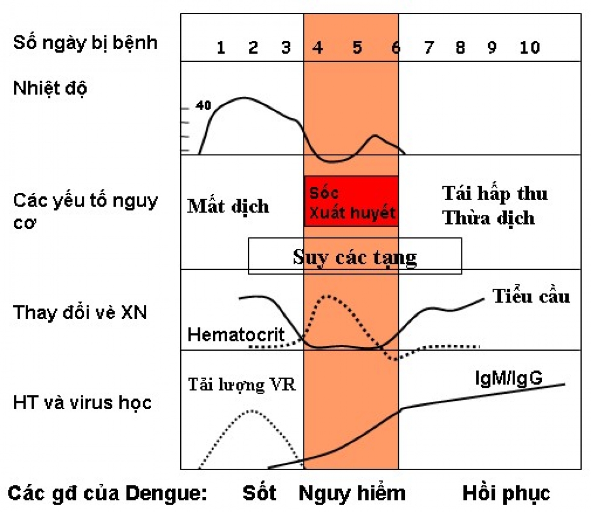 Ngày thứ 4 - ngày thứ 7 là giai đoạn nguy hiểm của bệnh sốt xuất huyết