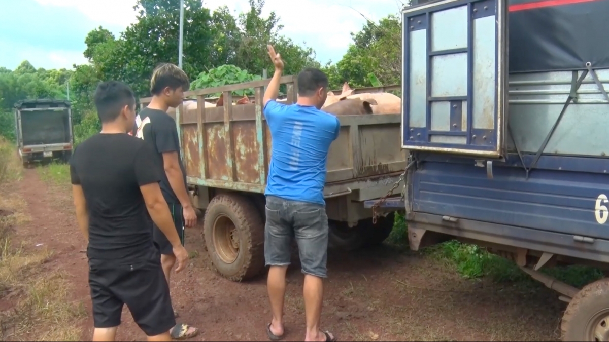 Một trại heo ở huyện Thống Nhất bị buộc xuất chuồng sớm do vi phạm môi trường