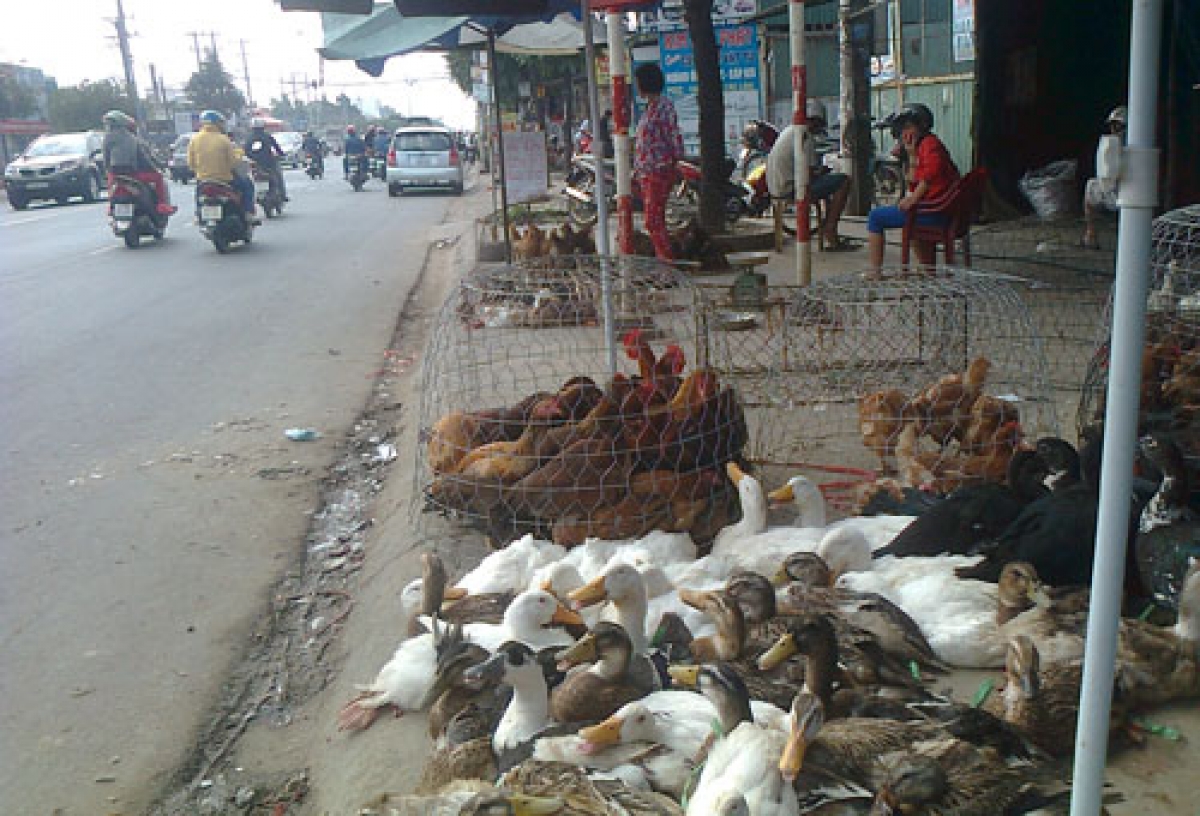 Kinh doanh, giết mổ gia cầm bừa bãi khiến dịch cúm gia cầm có nguy cơ lây lan