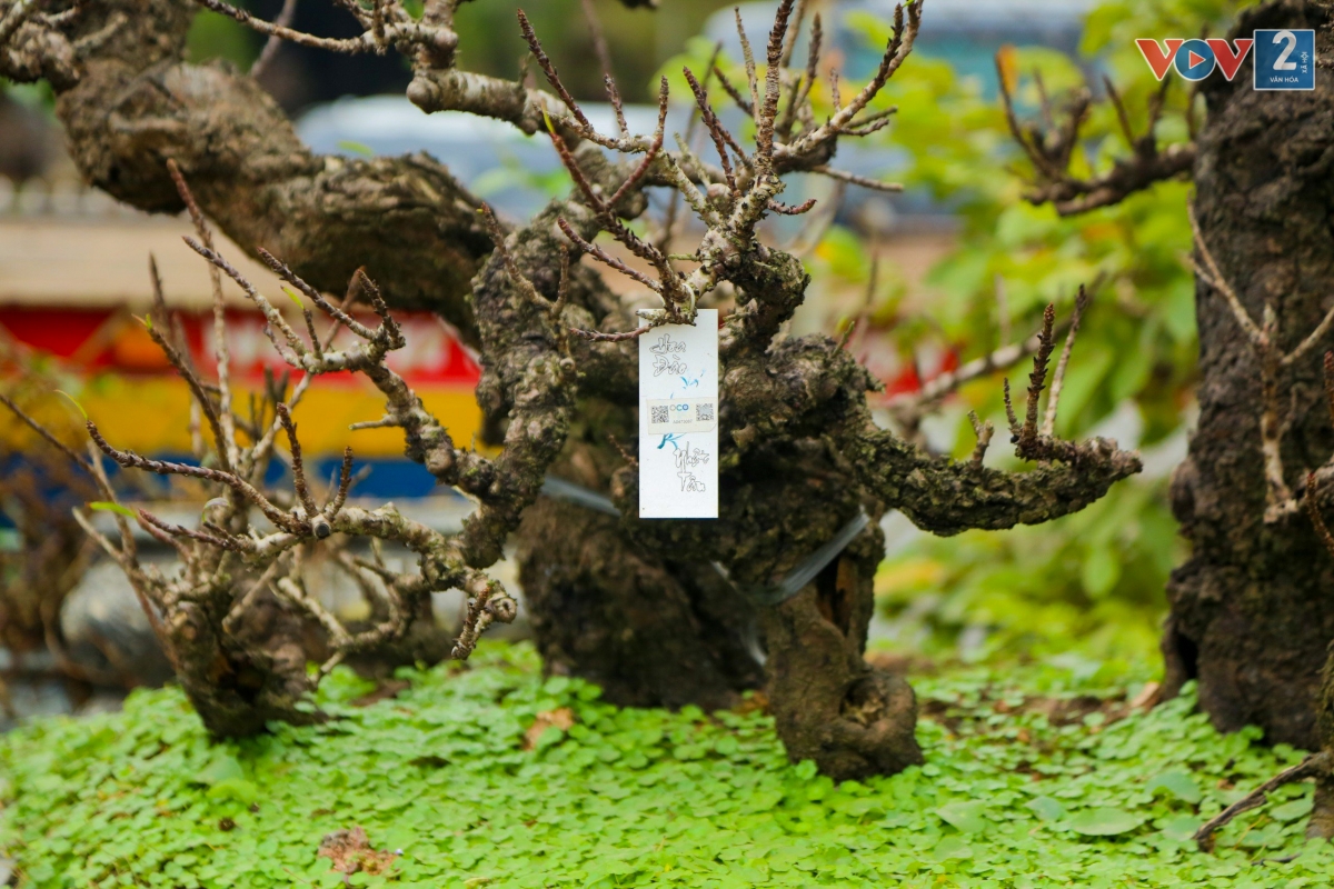 Do có giá trị rất cao nên chủ yếu những cây đào Thất Thốn sẽ được khách hàng thuê về chơi Tết chứ không mua.