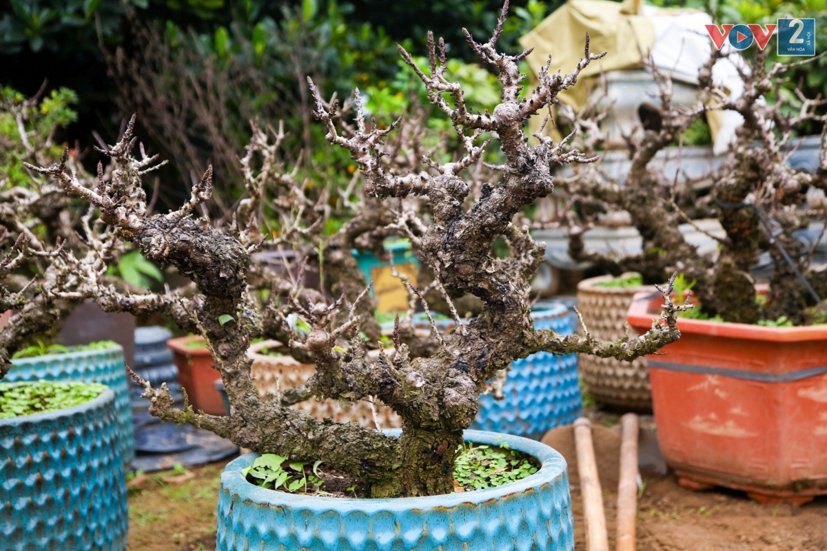 Gọi là Thất Thốn bởi đây là loại đào một thốn (độ dài cành bằng một đốt ngón tay) có bảy bông hoa. Nhưng cũng có một số người cho rằng, đào gọi là Thất Thốn vì bảy thốn cây sẽ chia cành một lần hoặc lá đào dài bảy thốn
