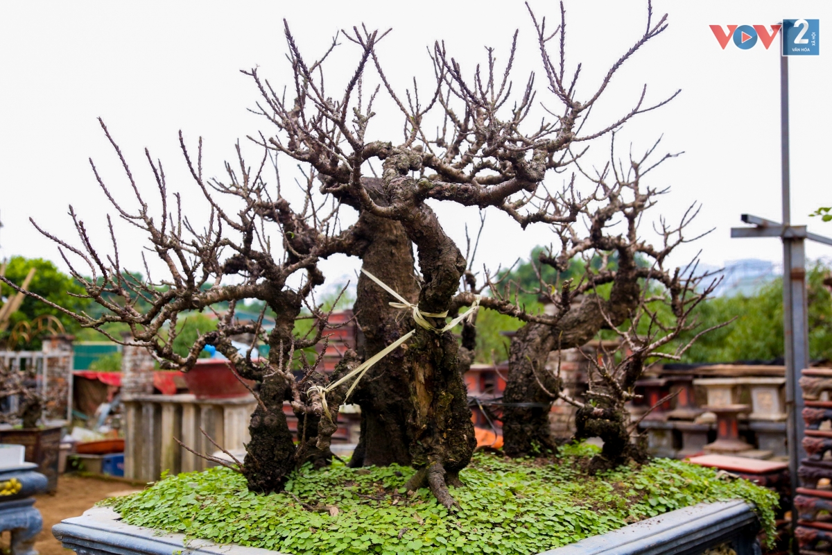 Đào Thất Thốn là loại cây cảnh “khó tính” nên những người trồng phải cẩn thận và tỉ mẩn từ công đoạn nhỏ nhất. Ngoài ra, người chơi đào khi đưa cây về nhà cũng phải đặc biệt chú ý đến không gian, môi trường đặt cây để có gốc đào đẹp nhất đón Tết.