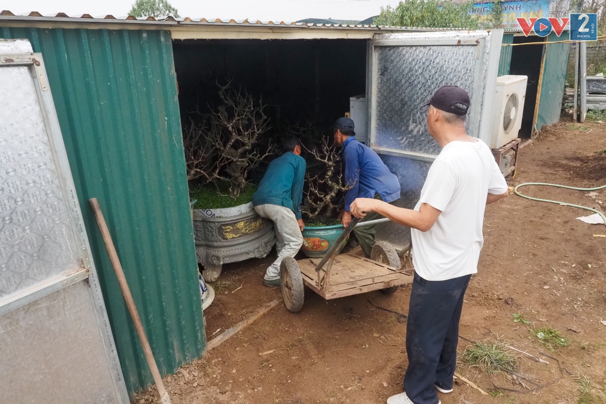 Phòng giữ nhiệt cho đào dựng bằng tôn bạt, lắp điều hoà. Để đảm bảo cho đào ra hoa tự nhiên, hàng ngày gia đình theo dõi nhiệt độ: Nắng thì tháo bỏ mái che, khi có gió mùa và sương muối thì đậy lại