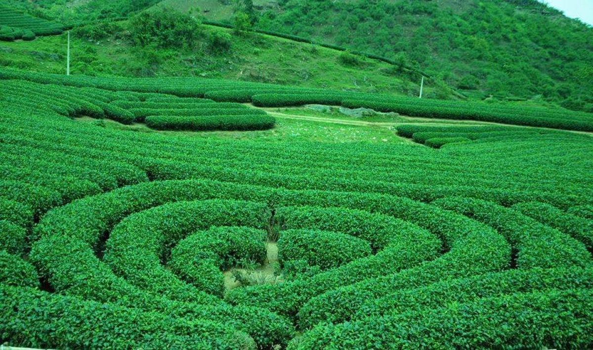 Đồi chè trái tim ở Mộc Châu, Sơn La