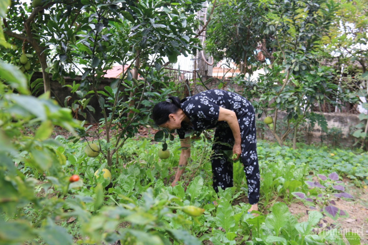 Thu nhập của bà Dưỡng dựa vào vườn rau và hỗ trợ từ con cái.