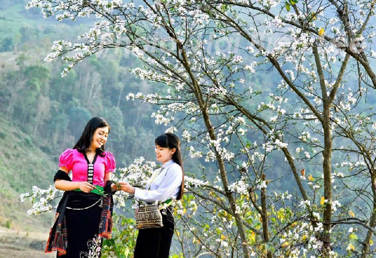 Hoa Ban được ví như vẻ đẹp của người con gái Thái. Ảnh: Internet