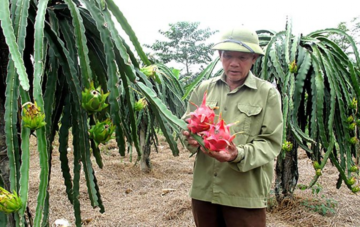 Nhiều CCB tỉnh Điện Biên phát triển kinh tế gia đình nhờ mô hình trồng thanh long (Ảnh minh họa)