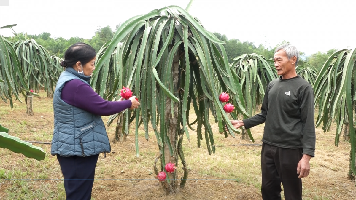 Dù tuổi cao nhưng nhiều người vẫn tích cực lao động, sản xuất, góp phần xây dựng quê hương (Ảnh minh hoạ)
