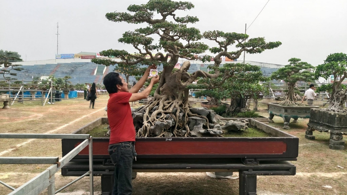 Trưng bày sinh vật cảnh tại huyện Phúc Thọ, thành phố Hà Nội