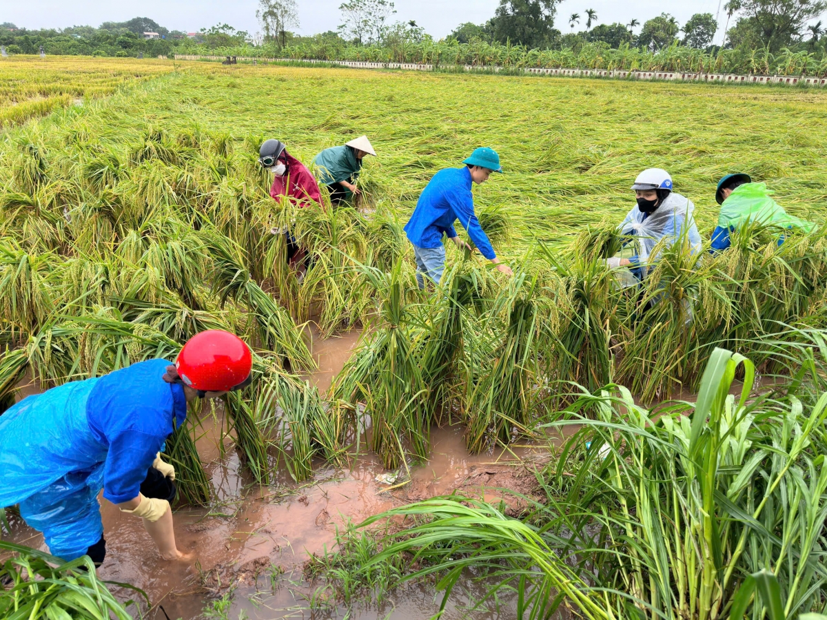 Đoàn viên, thanh niên huyện Phúc Thọ hỗ trợ người dân dựng lại lúa bị đổ do bão số 3