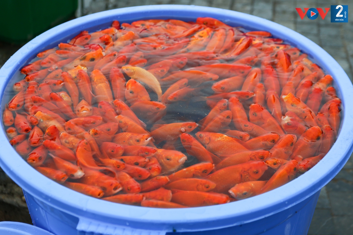 Tại khu vực này, lực lượng chức năng cũng đã đặt các xô chậu, thùng xốp cho người dân thả cá vào, sau đó cá sẽ được vận chuyển bằng ô tô đưa ra sông.