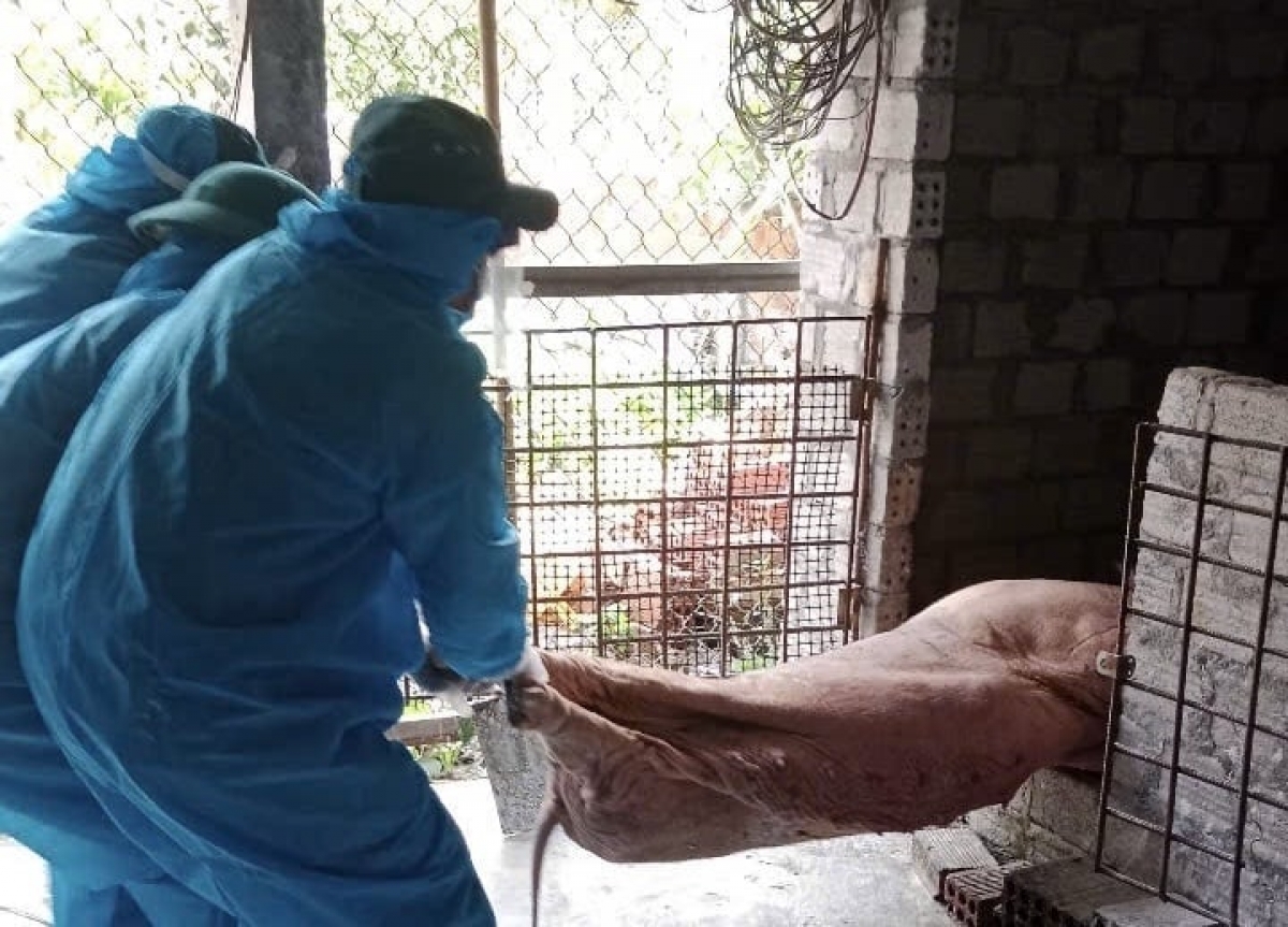 Lực lượng chức năng tiến hành tiêu hủy heo bị dịch bệnh trên địa bàn phường Trương Quang Trọng. Ảnh: Võ Hà 