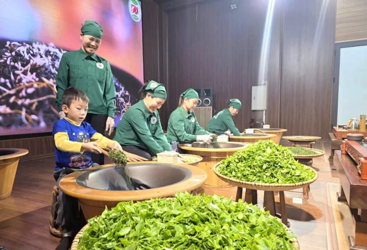 Sản xuất chè tại HTX Hảo Đạt