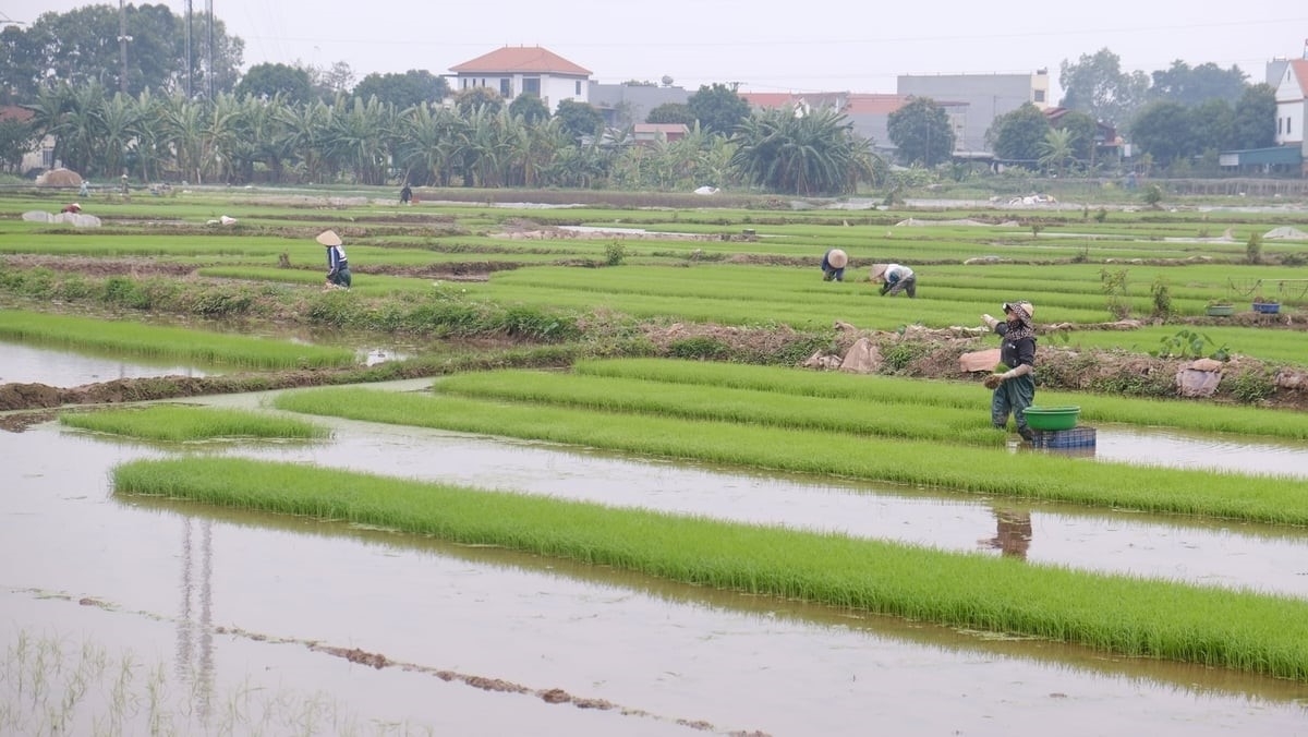 Người cao tuổi tỉnh Phú Thọ xuống đồng sau Tết Nguyên đán 2026. Ảnh - Nguồn: Bộ Nông nghiệp và Môi trường.