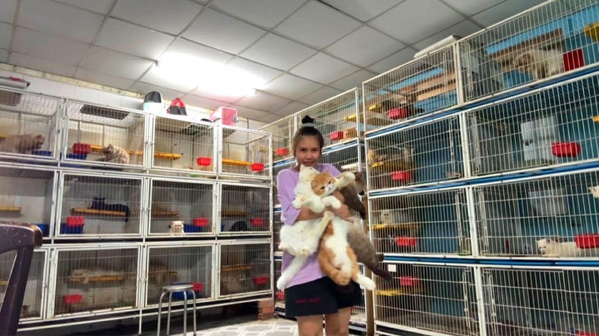 Như Tú nuôi nuôi gần 100 mèo cảnh tại nhà. Ảnh NVCC