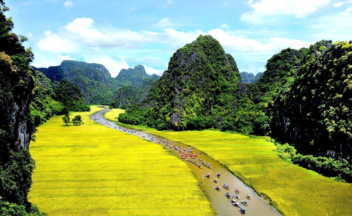 Mùa vàng Tam Cốc. Ảnh: Xuân Lâm
