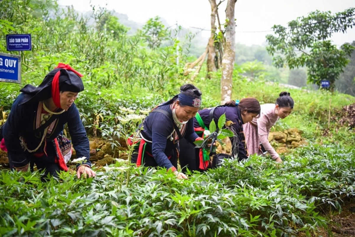 Nhiều hộ gia đình ở xã Ba Vì, Hà Nội thoát nghèo, vươn lên mức khá với nghề trồng cây dược liệu. Ảnh: thiennhienmoitruong.vn